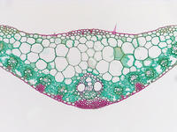 monocot_leaf_cs_27_10x