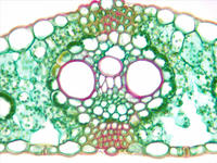 monocot_leaf_cs_29_40x