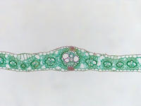 monocot_leaf_cs_30_10x