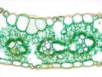 monocot_leaf_cs_31_40x