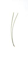 pinus_leaf_fascicle_4