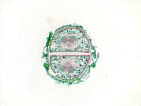 pinus_leaf_needle_cs_1_4x
