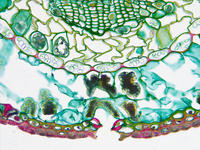 pinus_leaf_needle_cs_23_40x