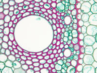 monocot_root_cs_26_40x