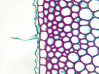 monocot_root_cs_27_40x