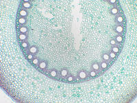 monocot_root_cs_29_10x