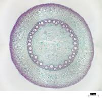 monocot_root_cs_30