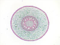 smilax_root_cs_7_4x