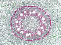 smilax_root_cs_11_10x