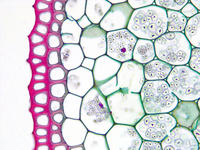 smilax_root_cs_17_40x