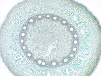 zea_root_cs_8_4x