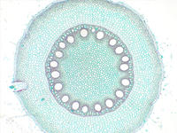 zea_root_cs_19_4x