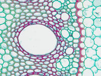 zea_root_cs_28_40x