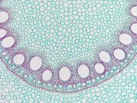 zea_root_cs_31_10x