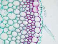 zea_root_cs_34_40x.jpg