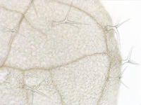arabidopsis_leaf_adx_clrd_wm_4_10x