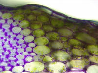 celery_stem_cs_tbo_14_40x