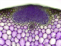 celery_stem_cs_tbo_23_10x
