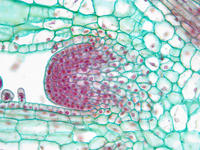 coleus_stem_tip_ls_31_40x