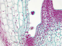coleus_stem_tip_ls_32_40x