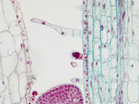 coleus_stem_tip_ls_33_40x