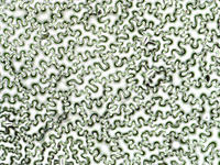 dicot_leaf_adx_npp_16_10x
