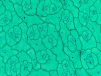 dicot_leaf_epiderm_wm_2_10x
