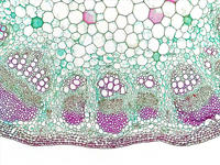 helianthus_stem_cs_31_10x