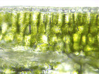 leaf_chlorenchyma_cs_55_40x