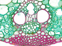 monocot_leaf_cs_4_40x