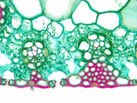 monocot_leaf_cs_28_40x