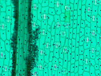 monocot_leaf_epiderm_wm_2_10x