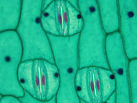 monocot_leaf_epiderm_wm_7_40x