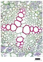 ranunculus_root_mat_cs_36