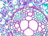 ranunculus_root_yng_cs_26_40x