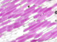 red_onion_epidermis_36_10x