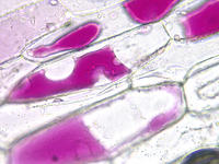 red_onion_epidermis_44_40x