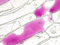 red_onion_epidermis_46_40x