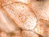red_pepper_pericarp_17_40x
