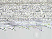 setaria_leaf_adx_clrd_wm_26_40x