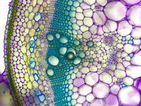 tomato_stem_old_cs_tbo_21_10x