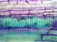 tomato_stem_old_ls_tbo_5_40x