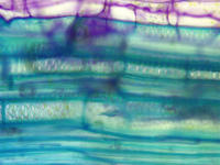tomato_stem_old_ls_tbo_8_40x