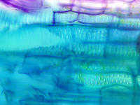 tomato_stem_old_ls_tbo_11_40x