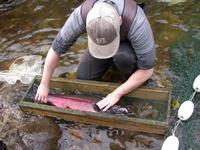 FWR student measuring and sexing a Coho salmon