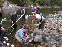 FWR students measuring and tagging Coho salmon