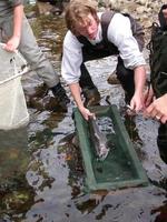 FWR student administering an operculum punch tag on Coho salmon