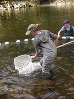 FWR student Crystal Leonard netting Coho salmon for tagging