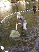 FWR student Crystal Leonard netting coho salmon for tagging