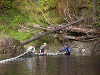 FWR students setting a beach seine net on Seymour River